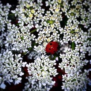 Meet your Posher, Anne